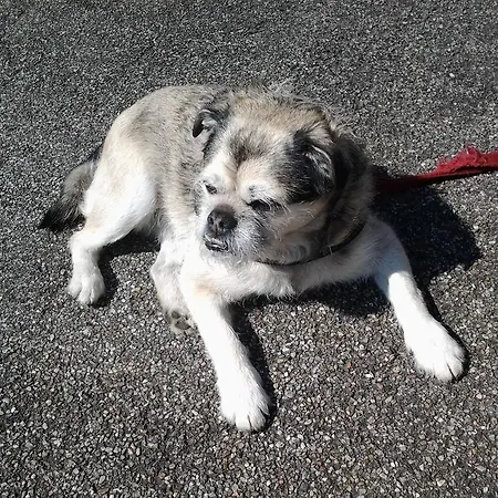 Trattoria I Bodega Guest house Abbadia Lariana