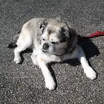 Trattoria I Bodega Gasthof Abbadia Lariana