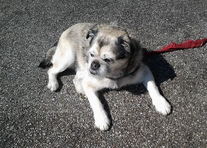 Trattoria I Bodega Guest house Abbadia Lariana